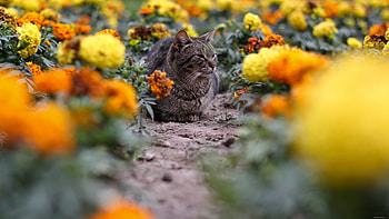 Cat Among Flowers, kitten, cat, flowers, ANIMAL HD wallpaper