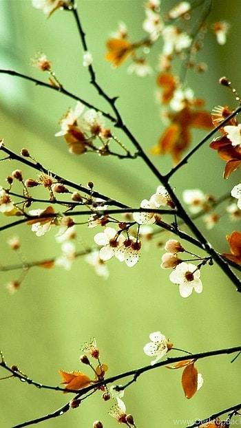 Spring Flowers, Nature Background HD phone wallpaper