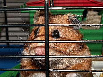 Hamster, Animals, Cage, Rodents, Small HD wallpaper