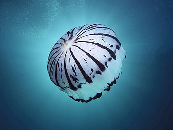 Animals, Sea, Jellyfish, Underwater World, Sponge, Swim, To Swim HD wallpaper