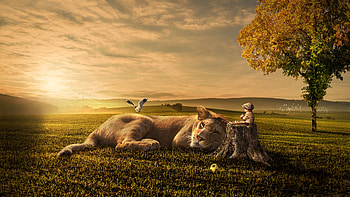 Sunset Kid Lion Dream HD wallpaper