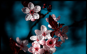 Plants, Flowers HD wallpaper