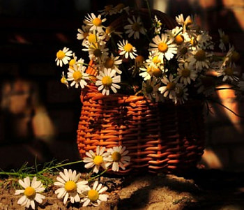 Still life, basket, soft, nature, flowers HD wallpaper