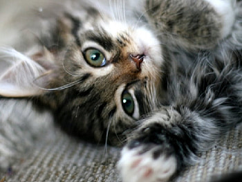 actcasual, casual, cat, act HD wallpaper
