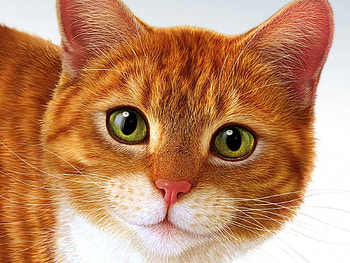 Cat, kitten, animal, cartoon, kitty, render, cute, soft, furry, orange, pets, 3D HD wallpaper