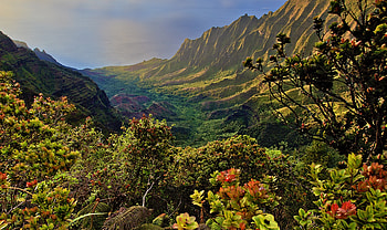 Plants, Landscape, Nature, Mountains, Bush HD wallpaper