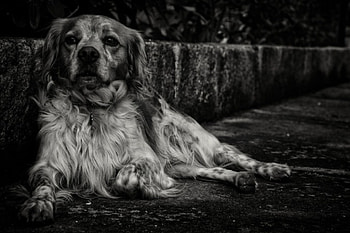 Dog, sweet, animal, dogs, cute, beautiful, puppys, puppy, pretty, animals, lovely HD wallpaper