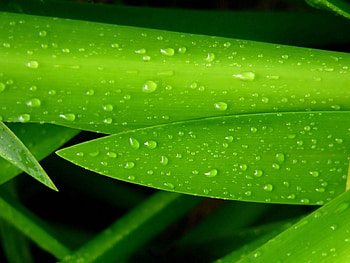 Grass, Leaves, Drops, Macro HD wallpaper