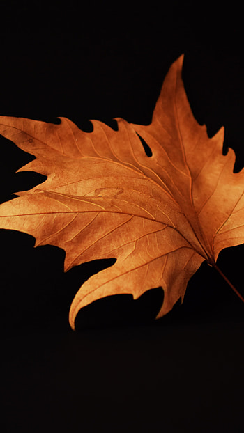 Autumn, Maple Leaves HD phone wallpaper