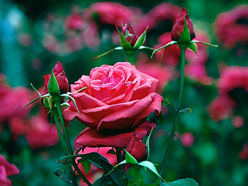 Plants, Flowers, Roses HD wallpaper