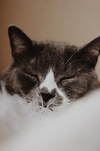 Animals, Cat, Muzzle, Pet, Grey, Asleep, Sleeps HD phone wallpaper