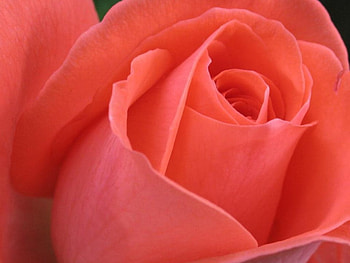 Rose, nature, flower HD wallpaper