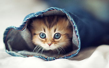 Animals, Cats HD wallpaper