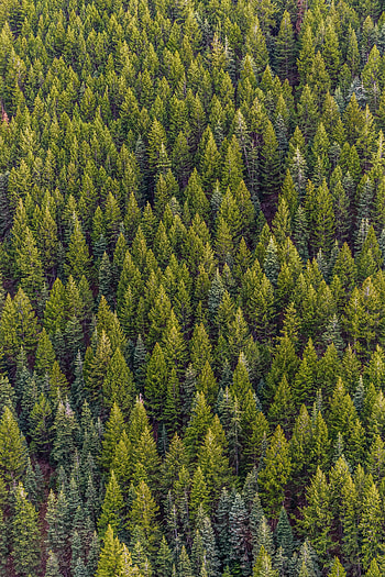 Countryside, pine trees, nature HD phone wallpaper