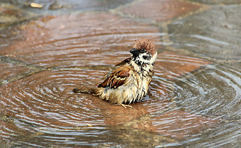 Animals, Water, Bird, Sparrow, Wet HD wallpaper
