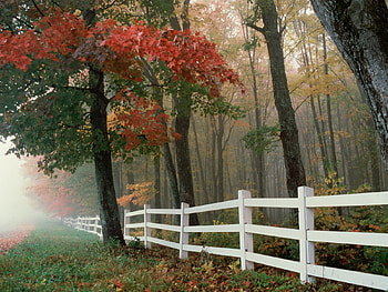 Tree, Fog, , Fence HD wallpaper