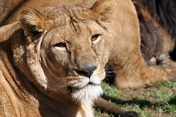 African lioness, africa, wild life, stunning, lioness HD wallpaper