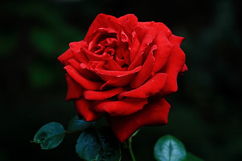 ROSE, PETALS, LEAVES, NATURE, COLORS HD wallpaper