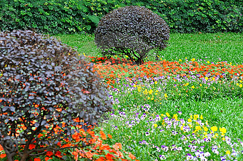 Garden composition, bush and flower cluster, colorful, green, garden, flowers, bush HD wallpaper