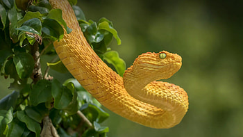 36 snake , Variety of species, Colorful and exotic, Snake lovers' delight HD wallpaper