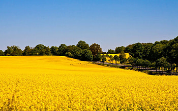 flowers, fun, field, cool, nature HD wallpaper
