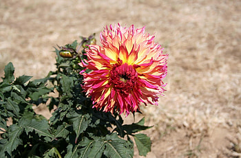 Flowers, Flower, Blur, Smooth, Greens, Flower Bed, Flowerbed, Dahlia HD wallpaper