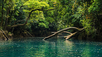 Beautiful Scenery Woods Trunk Trees Branches Bushes Forest Background Reflection On Water Nature HD wallpaper