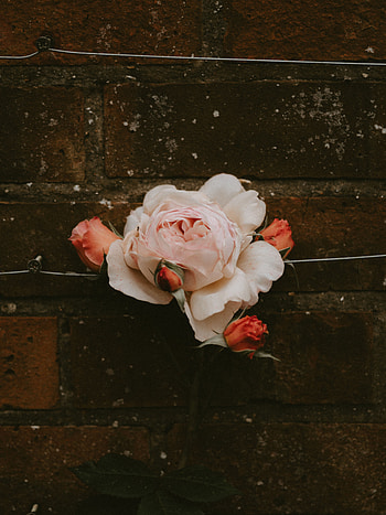 Flowers, Pink, Flower, Rose Flower, Rose, Bloom, Flowering, Wall, Buds, Brick HD phone wallpaper