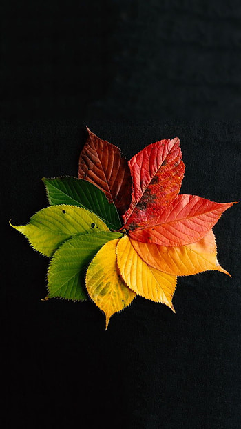 paper life cycle, petal, tints and shades HD phone wallpaper