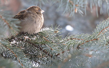 Bird, winter, snow, cold, tree HD wallpaper