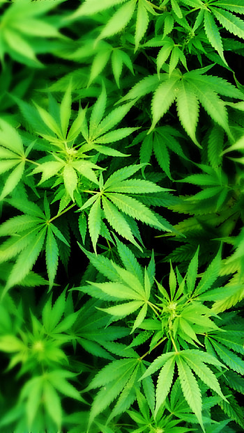 Weed---for--4-ithemes HD phone wallpaper