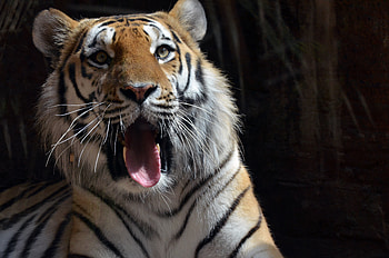 Tiger, tiger, animals, predator HD wallpaper