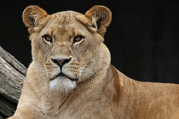 Animals, Young, Lion, Sight, Opinion HD wallpaper