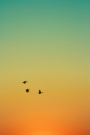Animals, Birds, Sunset, Ducks, Sky, Flight HD phone wallpaper