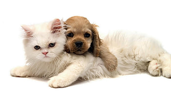 Animals, Cats, Dogs HD wallpaper