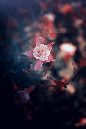 Flowers, Leaves, Pink, Flower, Petals, Blur, Smooth, Bloom, Flowering HD phone wallpaper