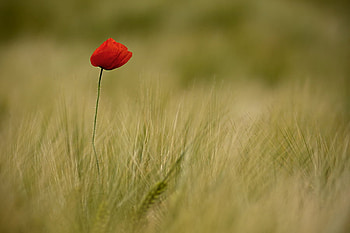 Alone.., poppy, field, alone, red, single, cute, beautiful HD wallpaper