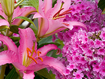 Plants, Flowers HD wallpaper