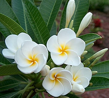 Plumerias, Flowers, Bud, Tree HD wallpaper