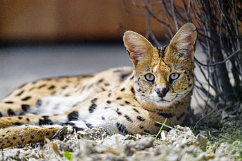 Animals, Predator, Stains, Spots, Sight, Opinion, Wild Cat, Wildcat, Serval HD wallpaper