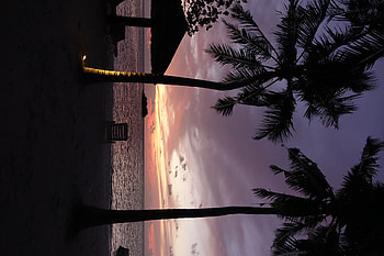Nature, Sea, Twilight, Beach, Palms, Chair, Dusk HD wallpaper