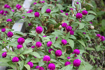 Gomphrena, pink, graphy, garden, globe amaranths, nature, flowers, annuals HD wallpaper