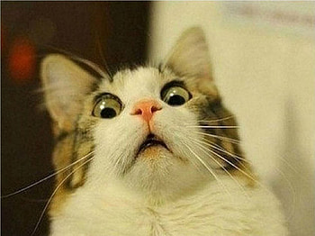 Silly Cats, Weird Cat HD wallpaper