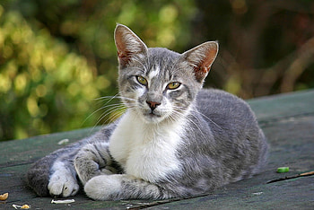 Grey Cat, cool, cat, grey HD wallpaper
