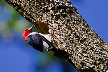 Telltale sights, Sounds of woodpeckers, Nature's presence, Wildlife indications HD wallpaper