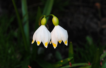 Plants, Flowers HD wallpaper