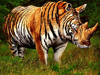 Rhinotiger, rinicer, animal, rhino, tiger, fantasy, tigru, funny, orange HD wallpaper