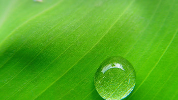 Plant, Macro, Sheet, Leaf, Drop HD wallpaper