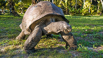 Giant tortoises, Alphonse Island sanctuary, Blue Safari oasis, Nature's island retreat HD wallpaper