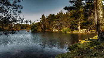 Lake, water, calm, forest HD wallpaper